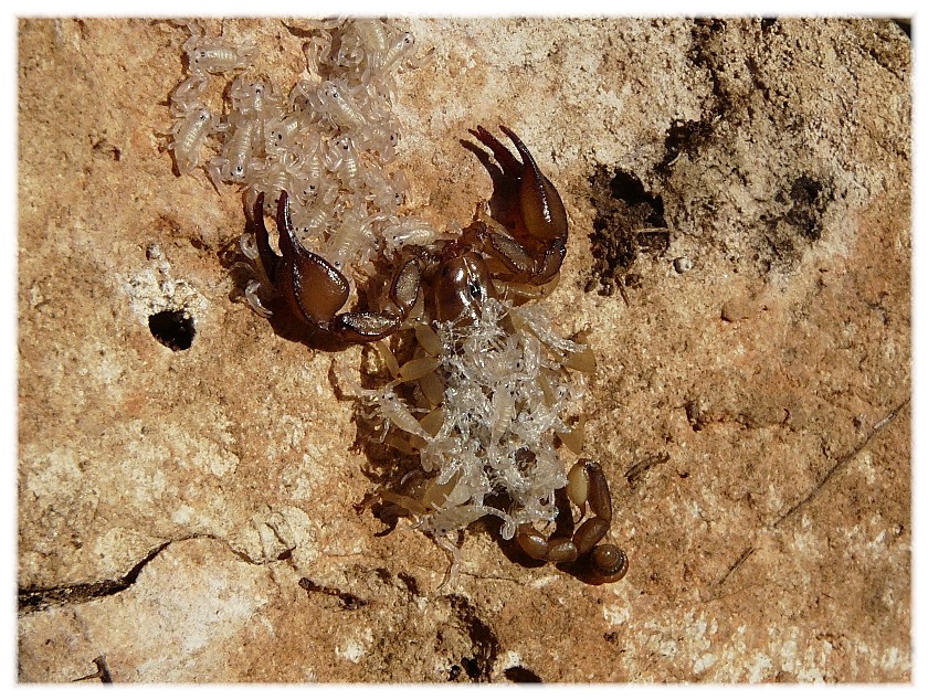Una nidiata di scorpioni (con piccoli in muta)